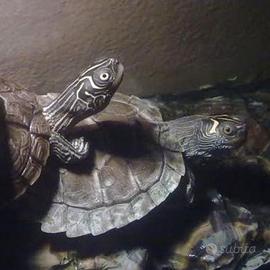 Tartarughe Graptemys