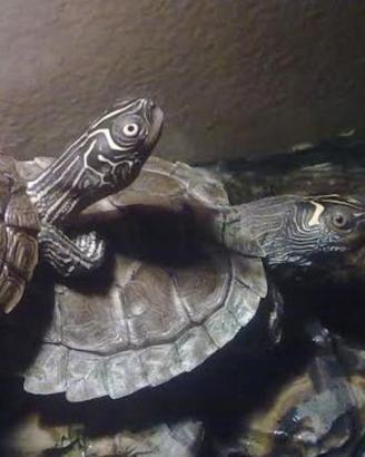 Tartarughe Graptemys