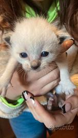 Cuccioli siamesi thai