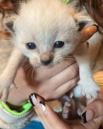 Cuccioli siamesi thai