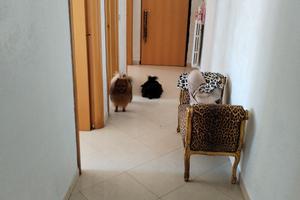 appartamento