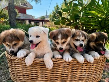 Akita inu