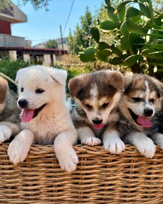 Akita inu