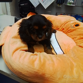 Cavalier king maschio tre mesip