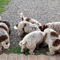 Cucciola di lagotto romagnolo per tartufo