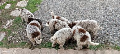 Cucciola di lagotto romagnolo per tartufo