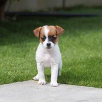 Jack russell terrier cucciola con pedigree