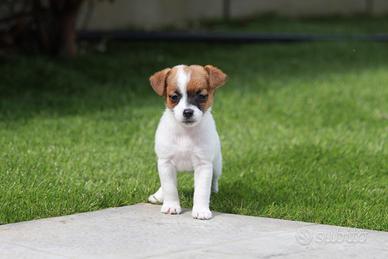 Jack russell terrier cucciola con pedigree