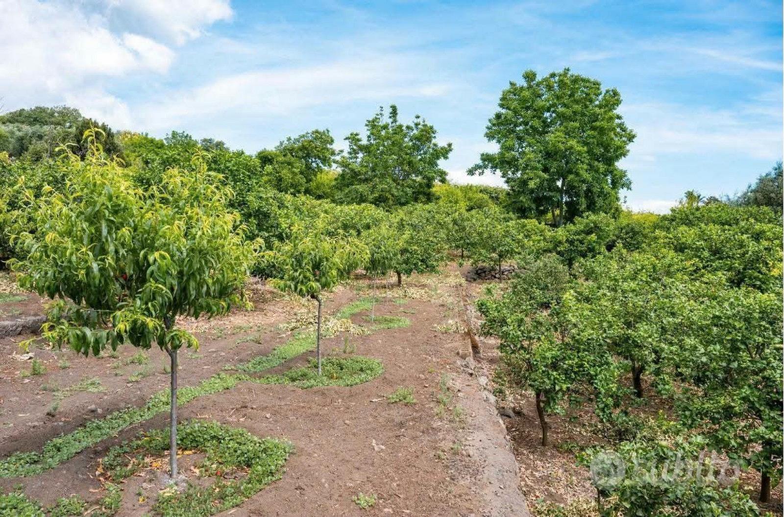 Terreno panoramico con fabbricato a Mascali - Vista 4
