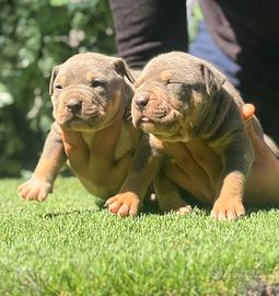 American Pitbull terrier tricolore