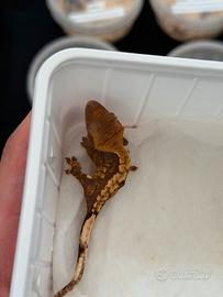 Geco ciliatus