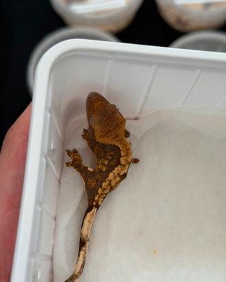 Geco ciliatus