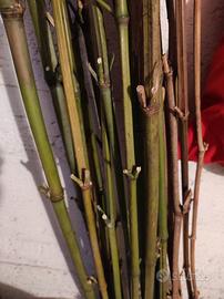 Canne di bambù per orto