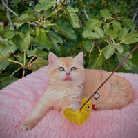 Gattina British Shorthair Golden Chinchilla