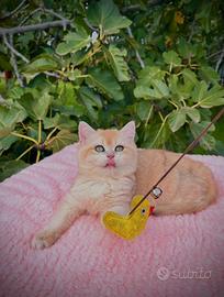 Gattina British Shorthair Golden Chinchilla