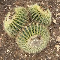 ECHINOCACTUS GRUSONII (3 TESTE)