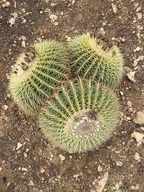 ECHINOCACTUS GRUSONII (3 TESTE)