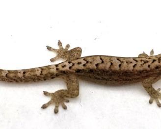 Lepidodactylus lugubris coppia