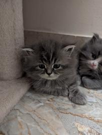 Gattini persiani bicolore Blu&White