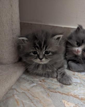 Gattini persiani bicolore Blu&White