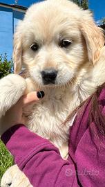 GOLDEN RETRIEVER CUCCIOLO femmina
