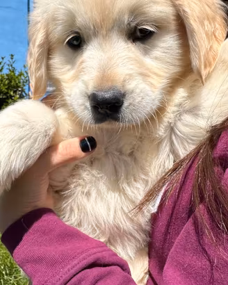 GOLDEN RETRIEVER CUCCIOLO femmina
