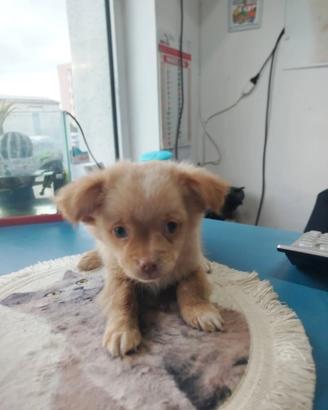 Chihuahua di tre mesi pelo lungo