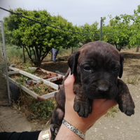 Cuccioli di cane corso