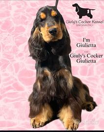 Cocker spaniel femmina nero focato