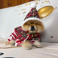 Cucciolo Minuscolo TOY pomerania PEDIGREE orange