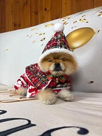 Cucciolo Minuscolo TOY pomerania PEDIGREE orange