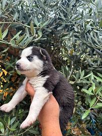 Siberian Husky