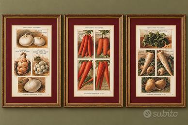 Tris antiche stampe botaniche 1883 originali