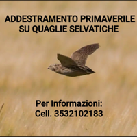 Setter inglese