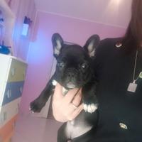 Cucciola bulldog francese