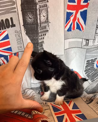 Chihuahua Maschio Pelo Lungo mini 3 mesi