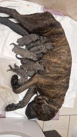 Cuccioli cane corso