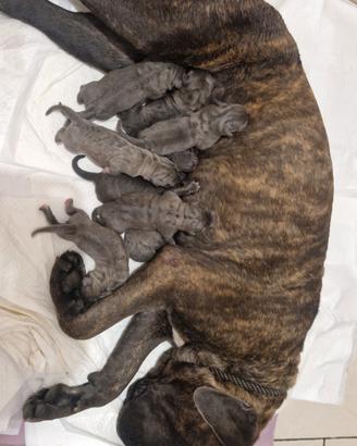 Cuccioli cane corso