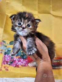 LEGGERE SOTTO Maine Coon ALTISSIMO LIVELLO