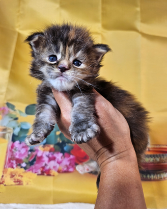 LEGGERE SOTTO Maine Coon ALTISSIMO LIVELLO