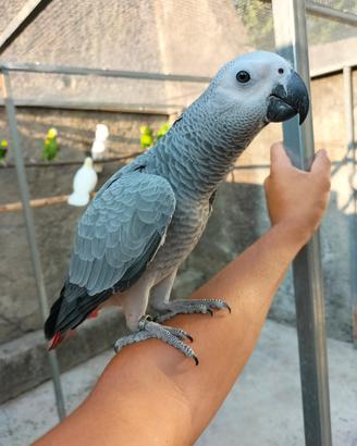 Pappagallo: Cenerino allevato a mano