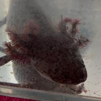 Axolotl