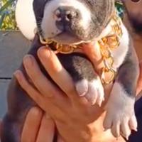 American bully