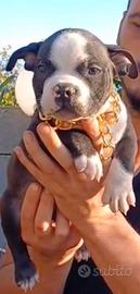 American bully