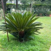 Piante Cycas revoluta