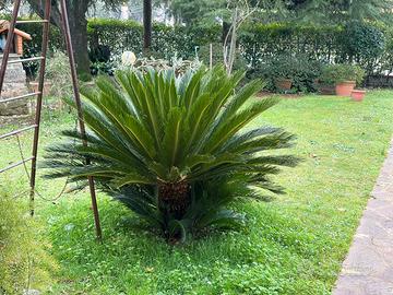 Piante Cycas revoluta