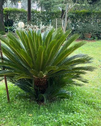 Piante Cycas revoluta