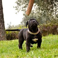 Cuccioli di American Bully XXL