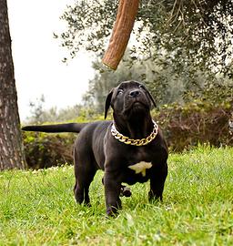 Cuccioli di American Bully XXL