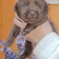 Labrador cioccolato con pedigree